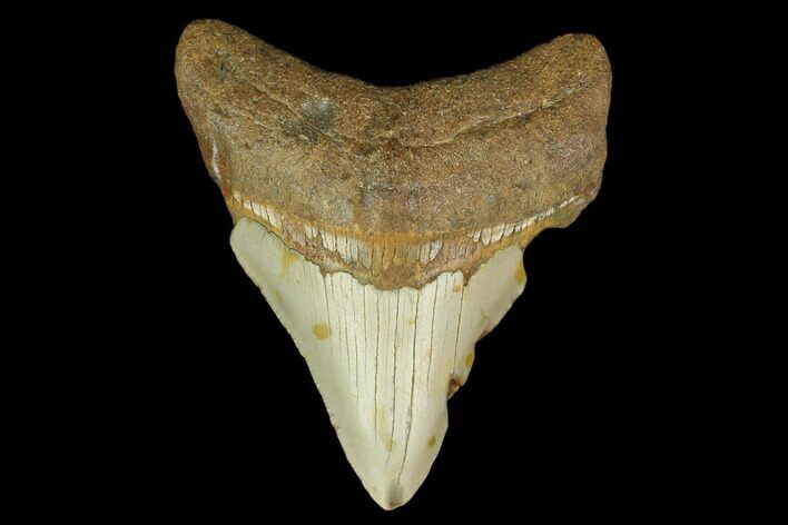 Fossil Megalodon Tooth - North Carolina #131595